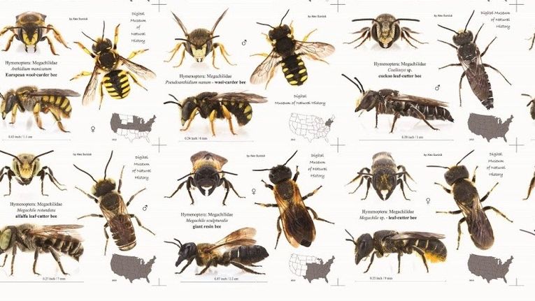 A Guide to Bee Species - Gardening